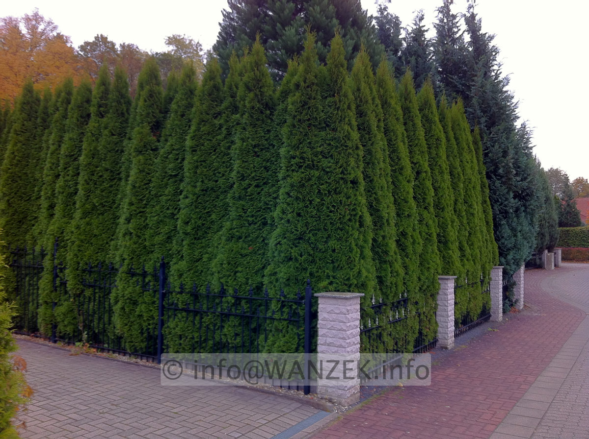 Thuja occidentalis Smaragd 02 Hecke 4m-2.JPG